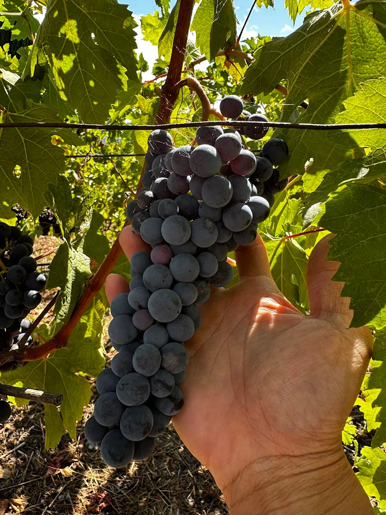 Racimos de uvas tintas del viñedo de Saint-Jeannet