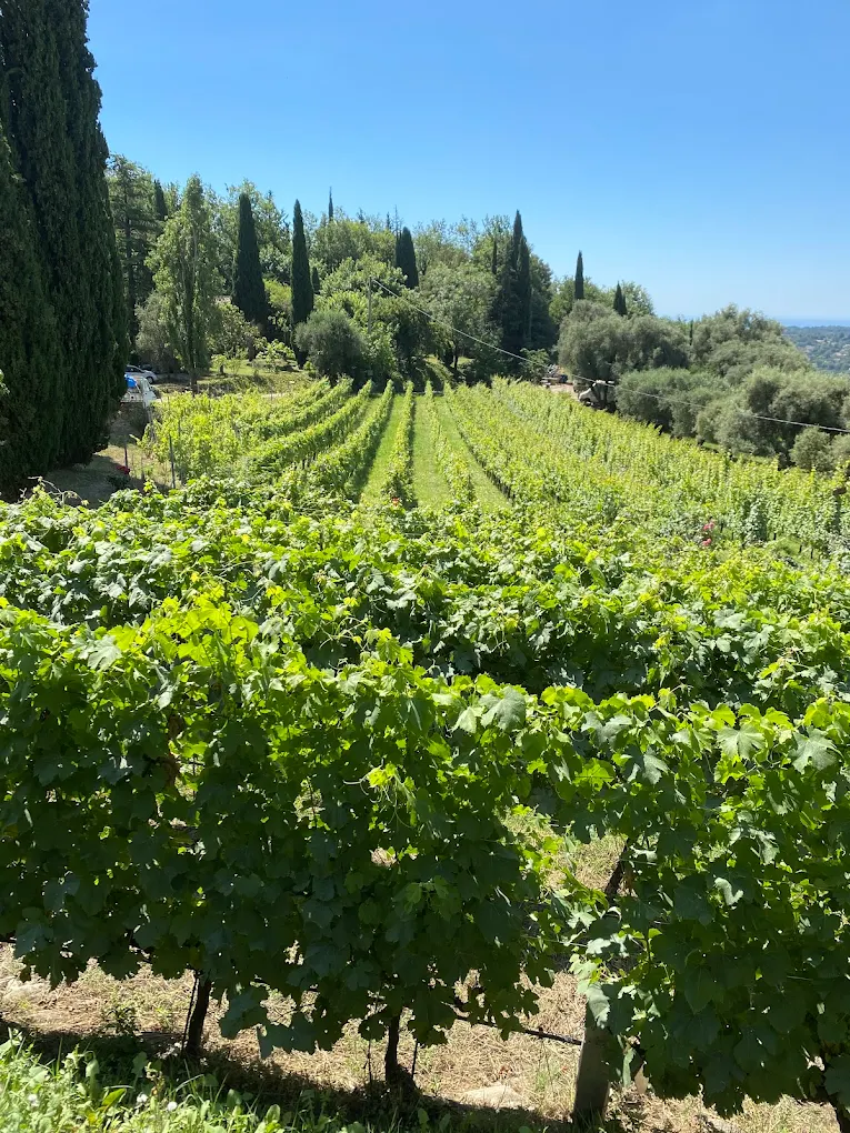 Vignes du domaine pour cérémonie laïque